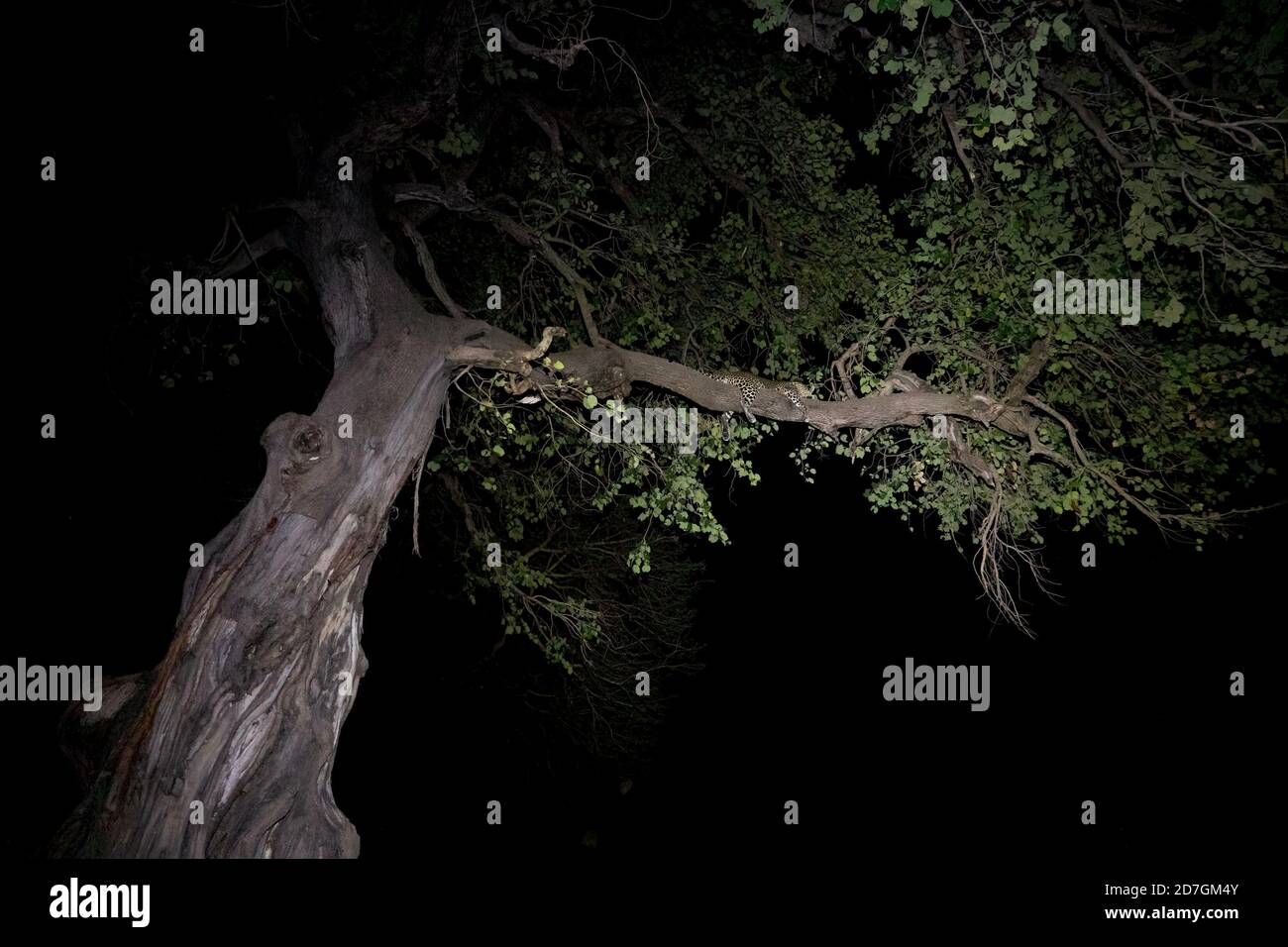 Léopard la nuit sur l'arbre torsadé Banque D'Images