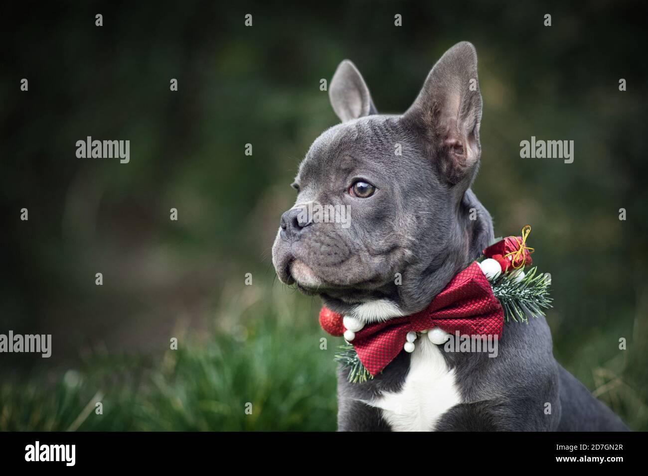 Magnifique jeune chien Bulldog bleu portant un collier de Noël de saison noeud rouge sur fond vert flou Banque D'Images