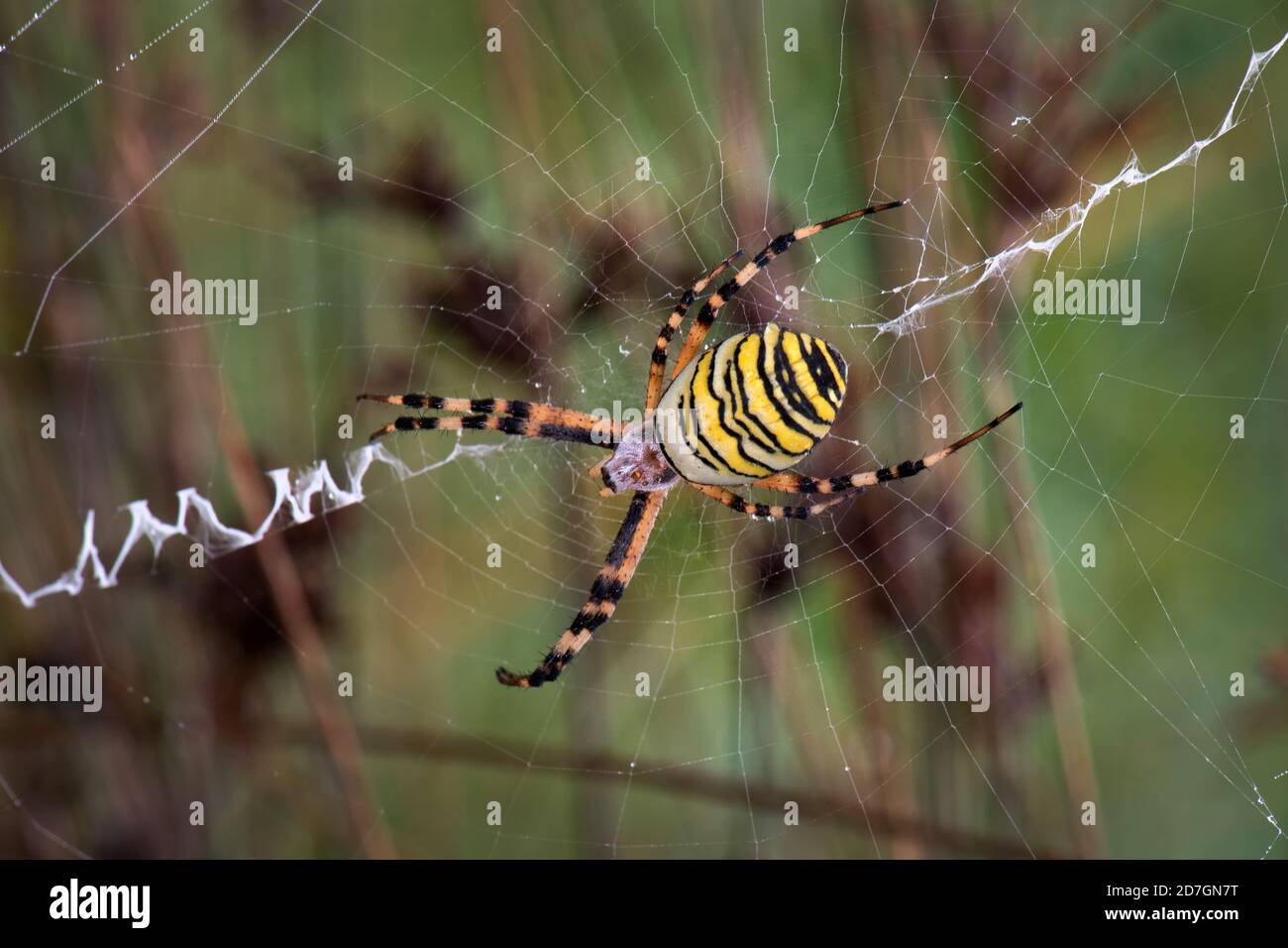 Araignée Wasp - Argiope bruennichi, belle araignée colorée à fil provenant de prés et buissons européens, Suisse. Banque D'Images