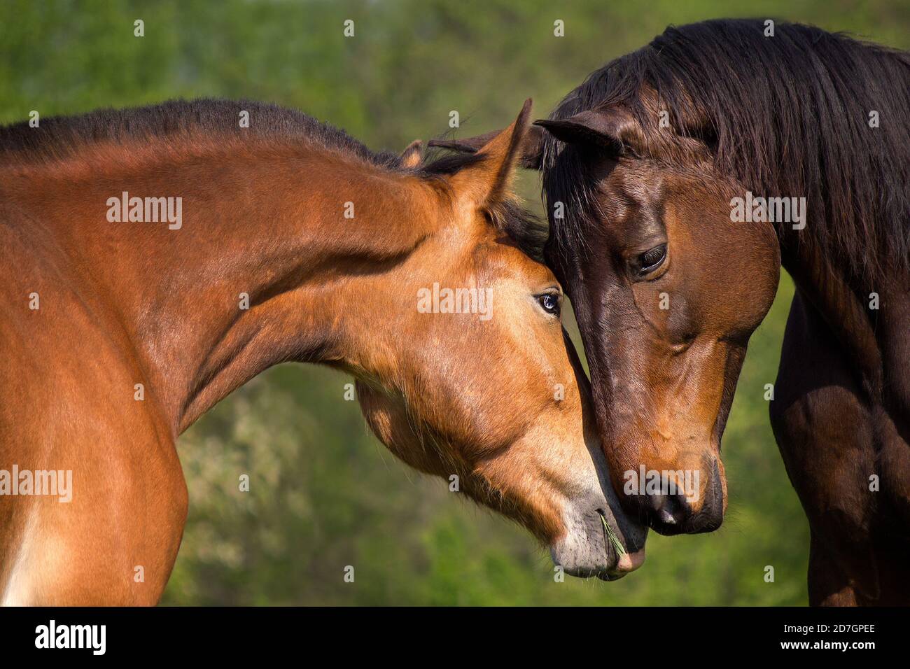Amour de cheval . Deux chevaux vivent une histoire d'amour devant l'appareil photo Banque D'Images