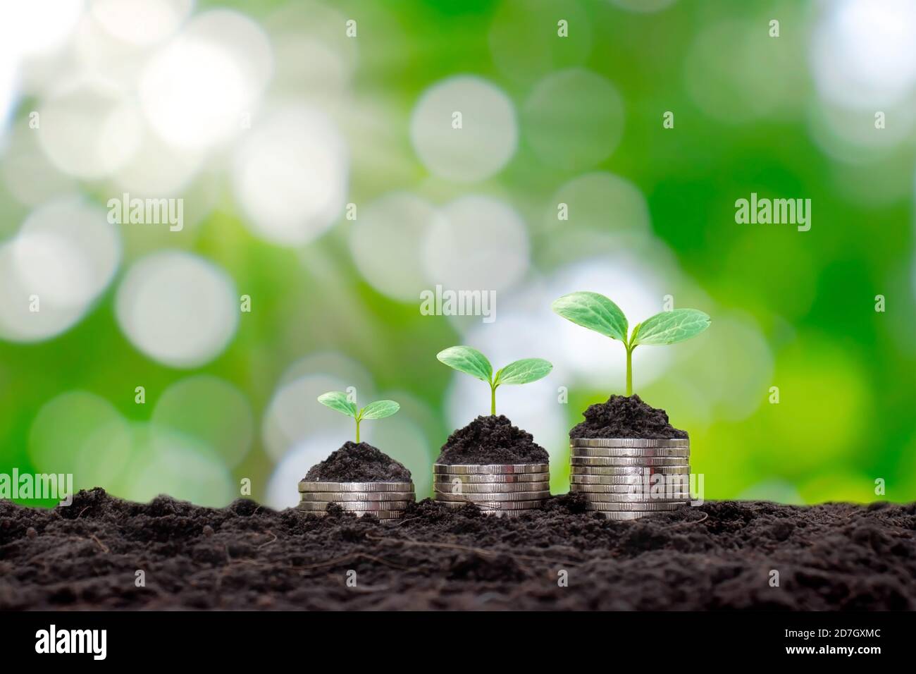 Planter des arbres verts et et cultiver des arbres sur une pile d'argent, des idées de développement économique et d'investissement d'affaires. Banque D'Images