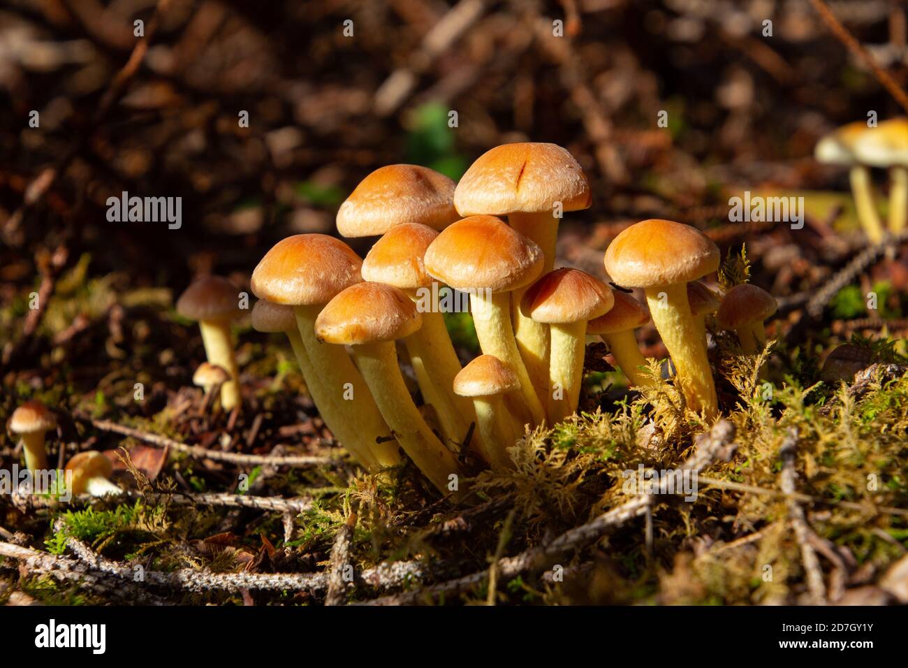Vue latérale du champignon à tête de soufre gris, également appelé Hypholoma capnoides ou Graublaettriger Schwefelkopf Banque D'Images