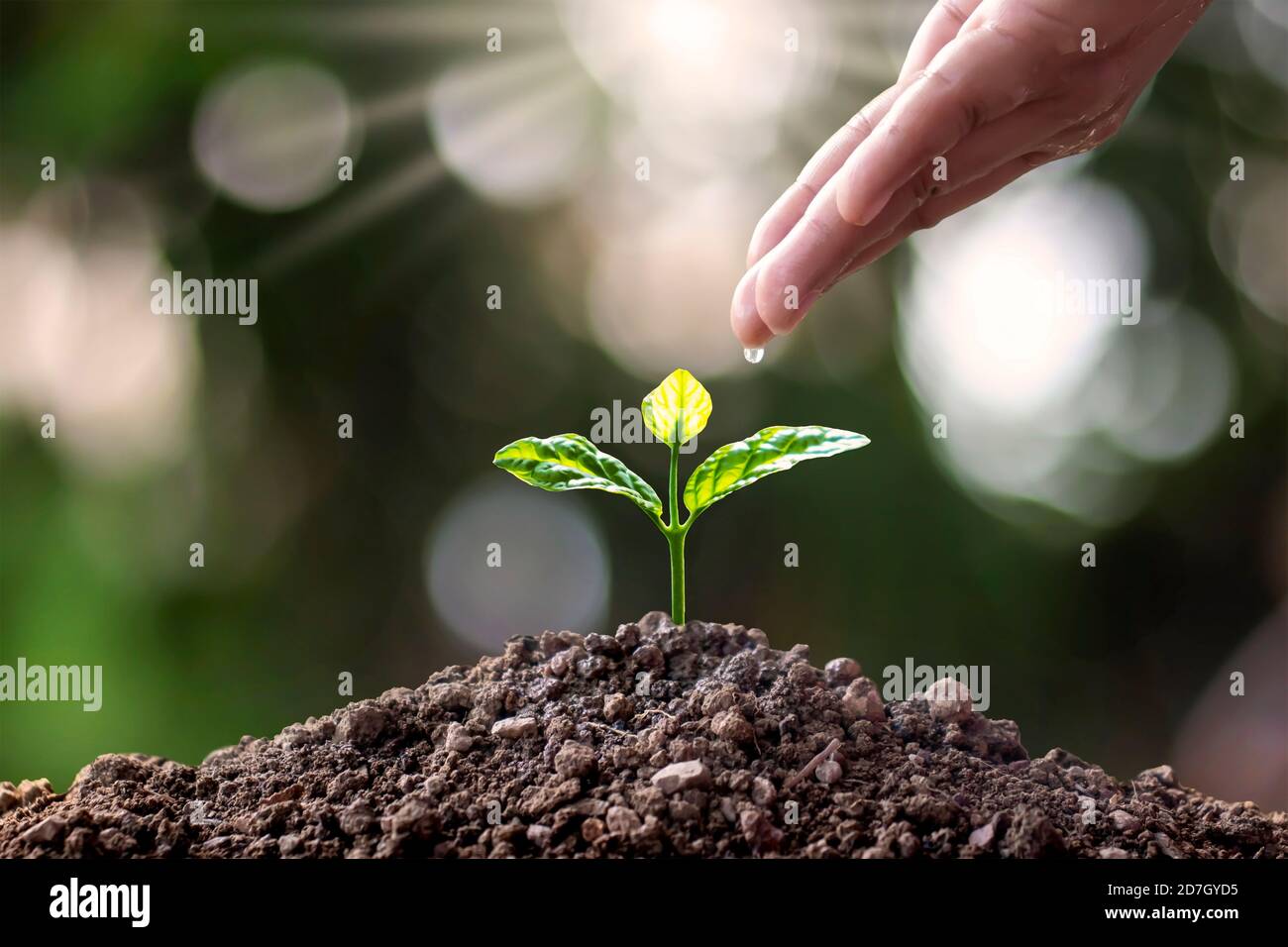 Petits arbres avec des feuilles vertes, y compris les mains d'arrosage, les arbres qui poussent sur le sol, les concepts d'agriculture et la croissance durable des plantes. Banque D'Images