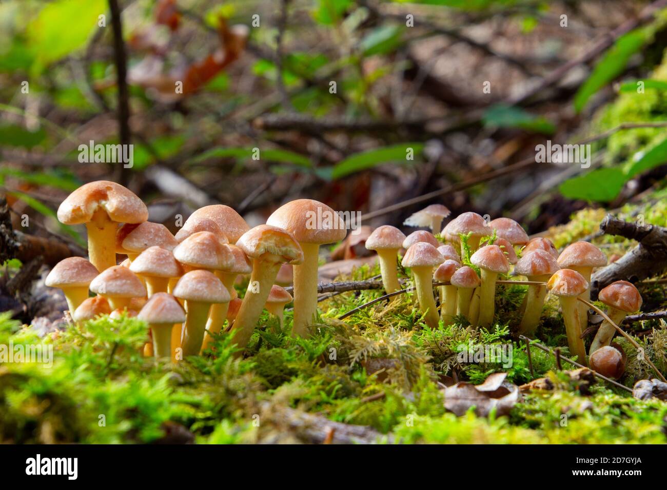 Vue latérale du champignon à tête de soufre gris, également appelé Hypholoma capnoides ou Graublaettriger Schwefelkopf Banque D'Images