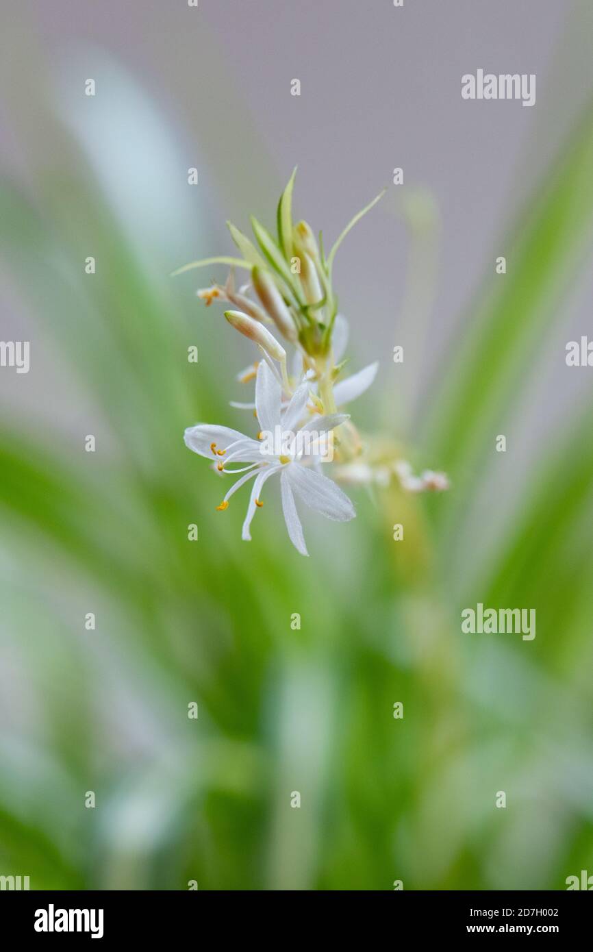 Chlorophytum comosum ou plante araignée en fleur - gros plan de la petite fleur blanche à l'extrémité de la longue voûte tige Banque D'Images