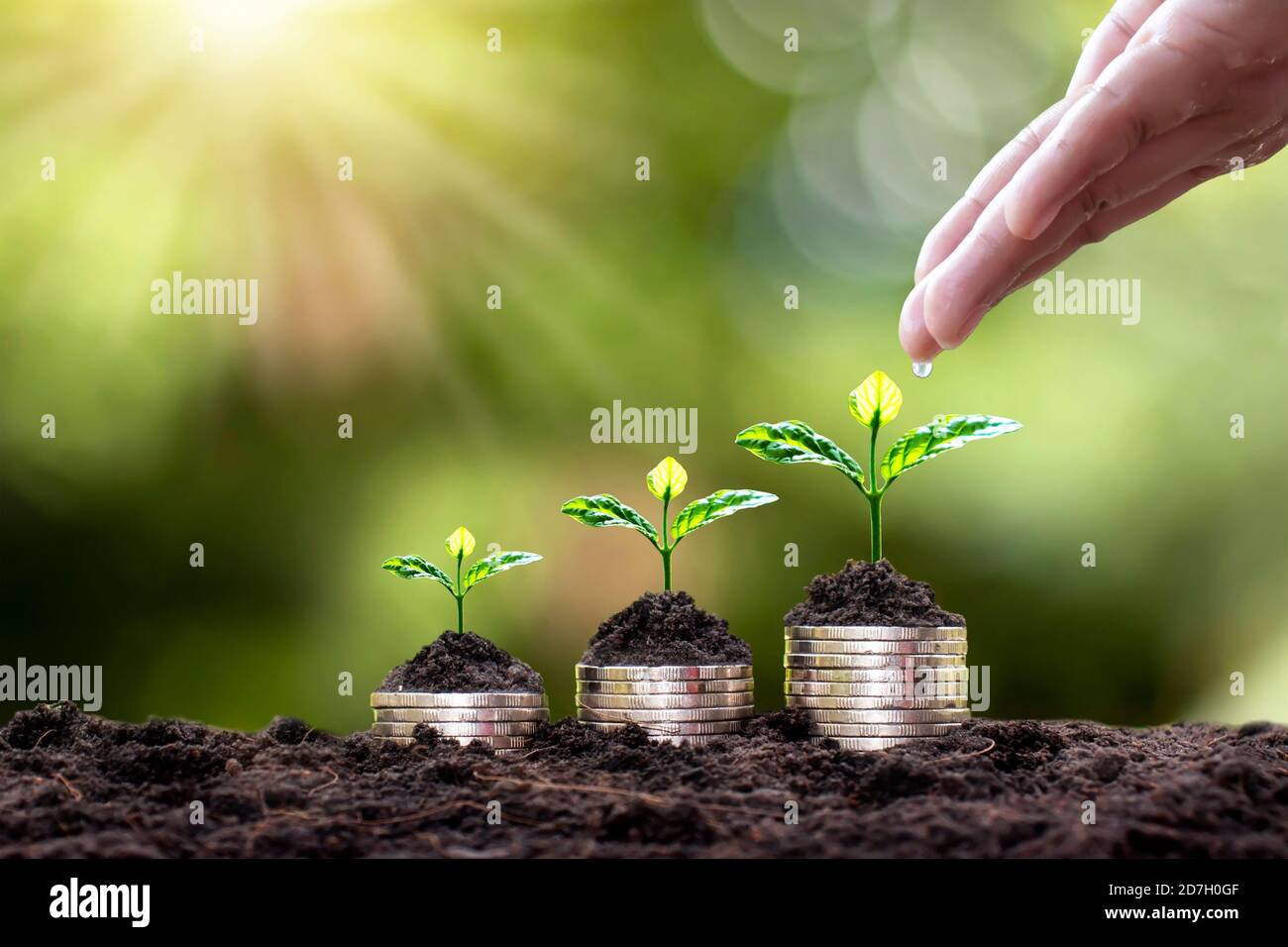 Planter sur des pièces empilées et arroser les plantes à la main sur fond vert flou et lumière naturelle avec concept financier. Banque D'Images