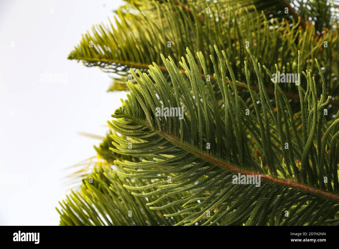Gros plan des branches vertes d'un arbre d'Araucaria Banque D'Images