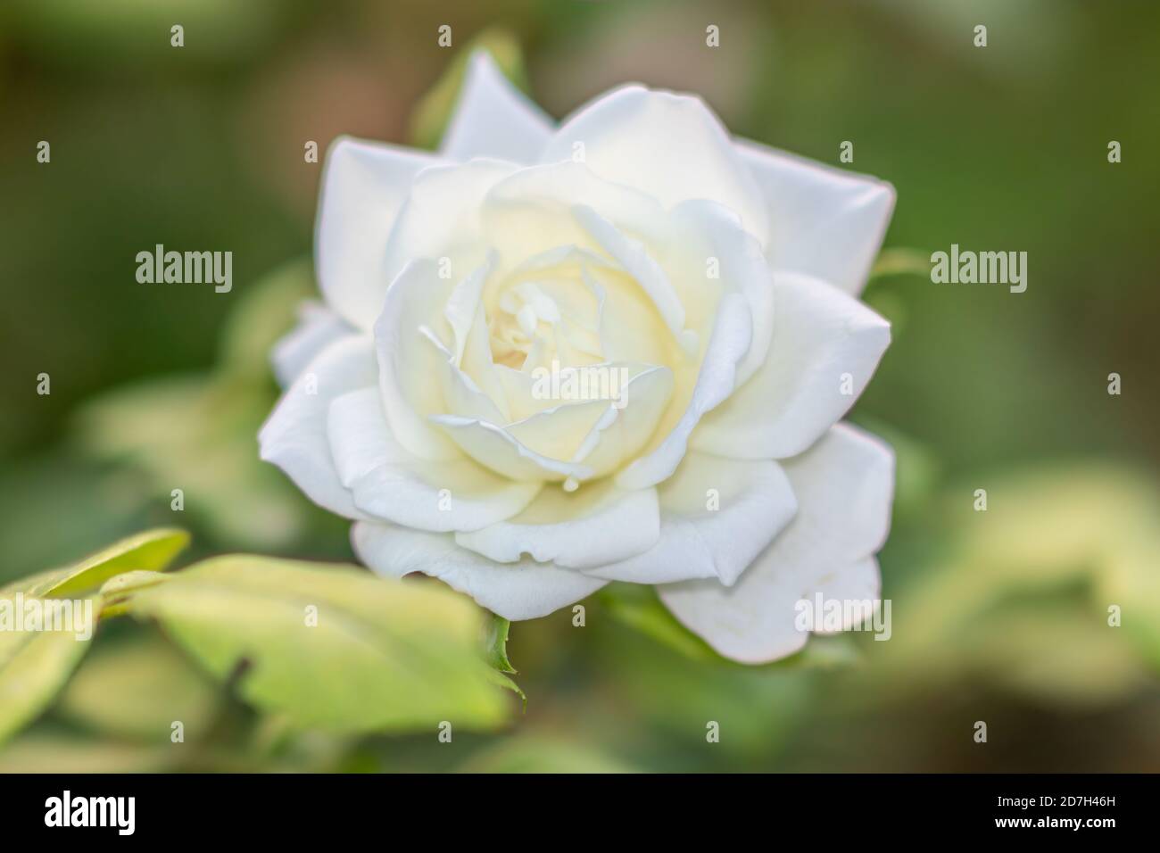 Gros plan d'une fleur photo de haute qualité. Banque D'Images