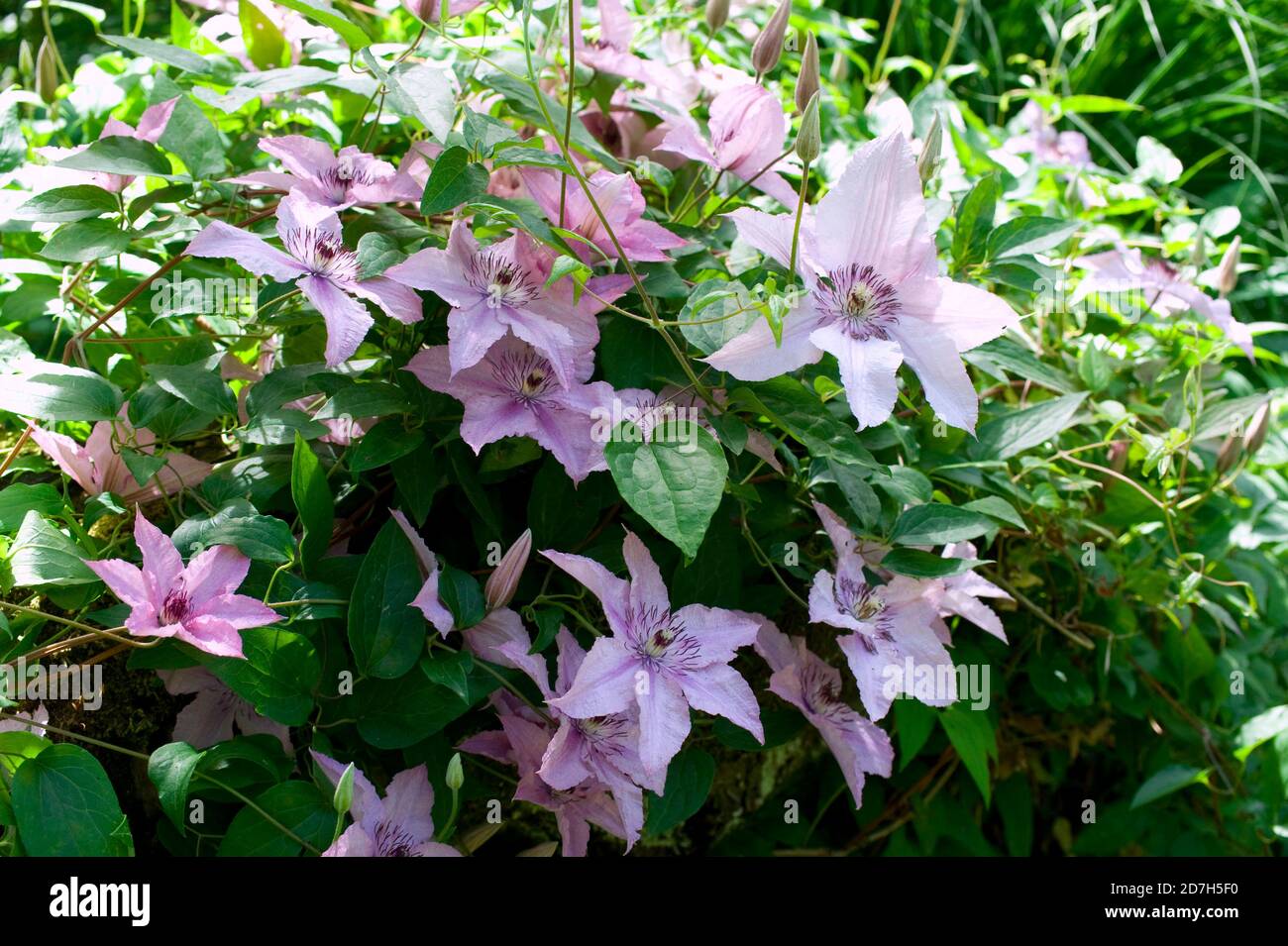 Clematis (Clematis sp) 'Jean-Paul II' en fleur Photo Stock - Alamy