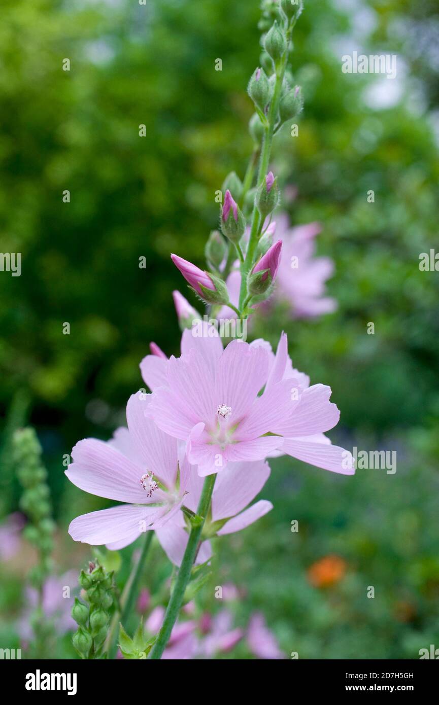 La malflore de la prairie (Sidalcea malviflora) 'Rosaly' en fleur Banque D'Images