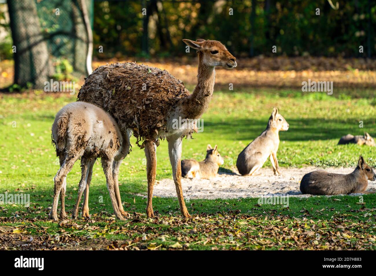 Les vigognes Vicugna vicugna,, des proches de la llama qui vivent dans les zones alpines de la Cordillère des Andes Banque D'Images