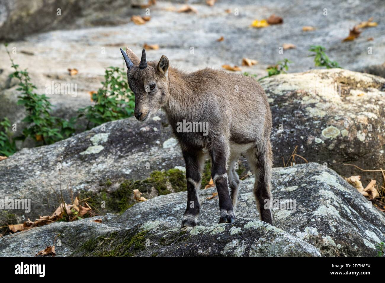 Bouquetins mâles - Capra ibex dans le zoo Banque D'Images