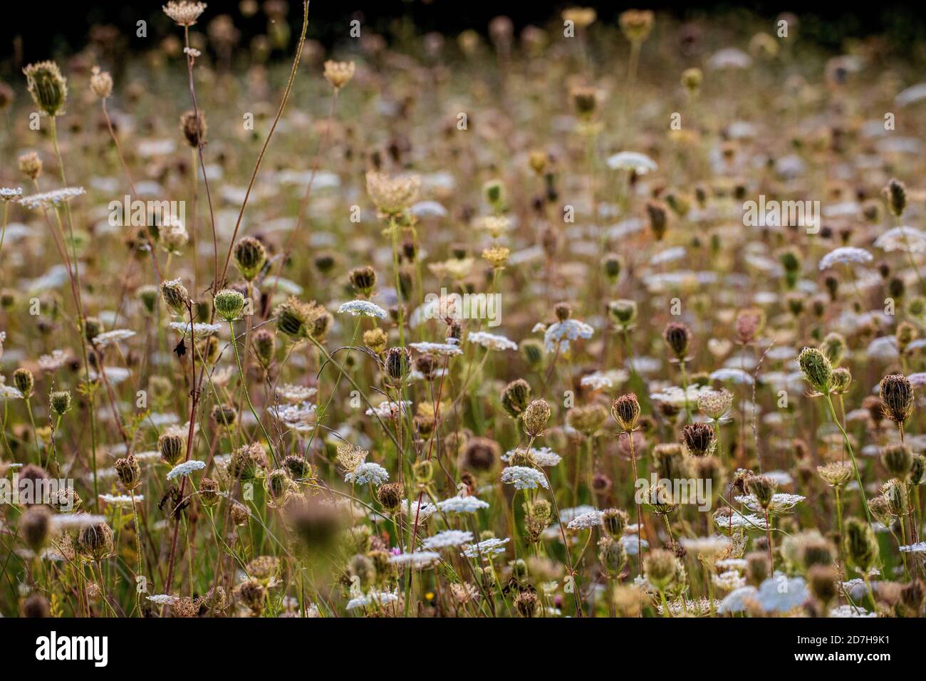 Dentelle de la reine Anne, carotte sauvage (Daucus carota), floraison et fructification dans un vaste pré utilisé, Allemagne, Bavière Banque D'Images