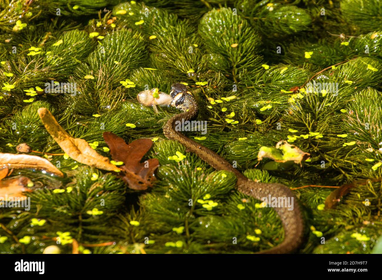 La couleuvre à herbe (Natrix natrix) capture des jeunes grenouilles des marais sur une population dense de hornmodes, Allemagne, Bavière Banque D'Images