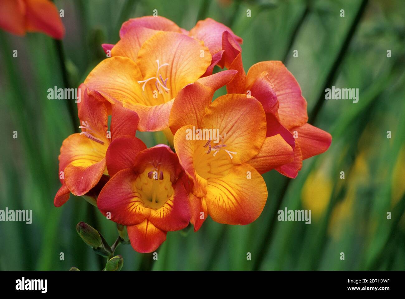 FREESIA (Freesia x hybrida) Banque D'Images