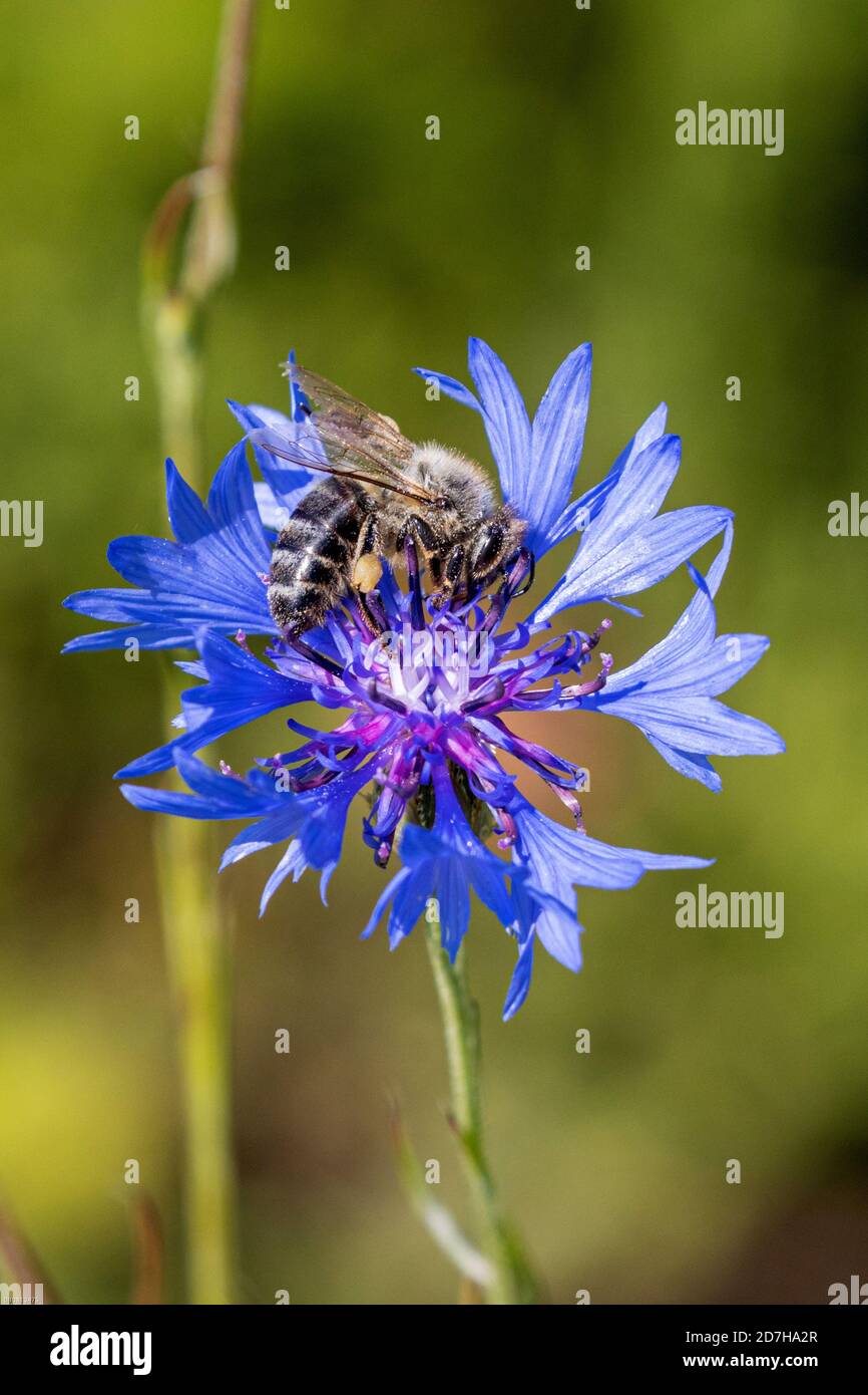 L'abeille, l'abeille (APIS mellifera mellifera), recueille le pollen sur une fleur de maïs, Allemagne, Bavière, Isental Banque D'Images