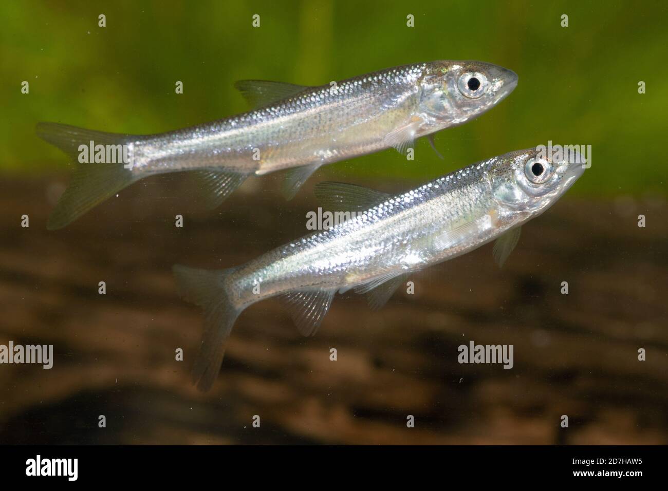 nase (Chondrostoma nasus), pas entièrement développé , Allemagne Banque D'Images