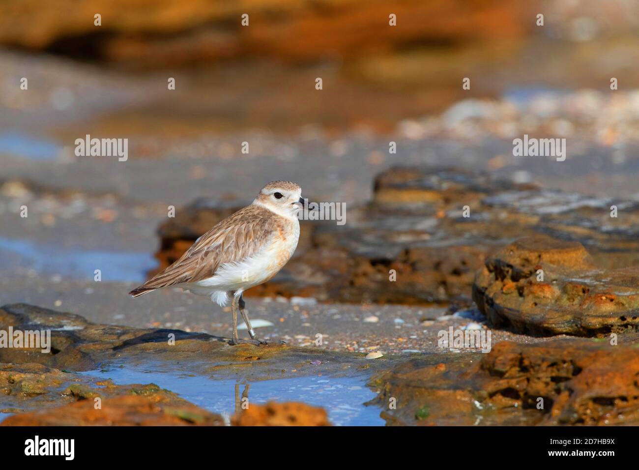 Pluvier néo-zélandais, pluvier roux, dotterel néo-zélandais (Charadrius obscurus), immature debout sur une plage avec rochers couverts, Nouvelle-Zélande, Banque D'Images