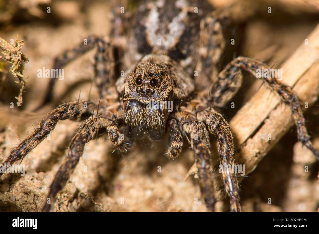 araignées de loup, araignées terrestres (Alopecosa farinosa), se trouve au sol, en Allemagne Banque D'Images