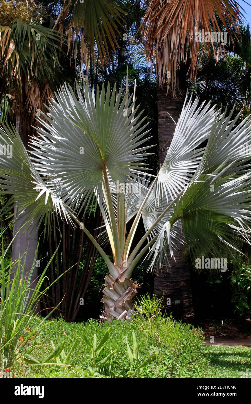 Palmier de Bismarck (Bismarckia nobilis) dans un jardin botanique de la  Réunion Photo Stock - Alamy