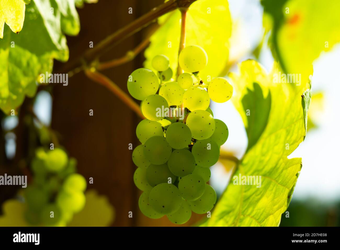 Raisins verts dans le vignoble Banque D'Images