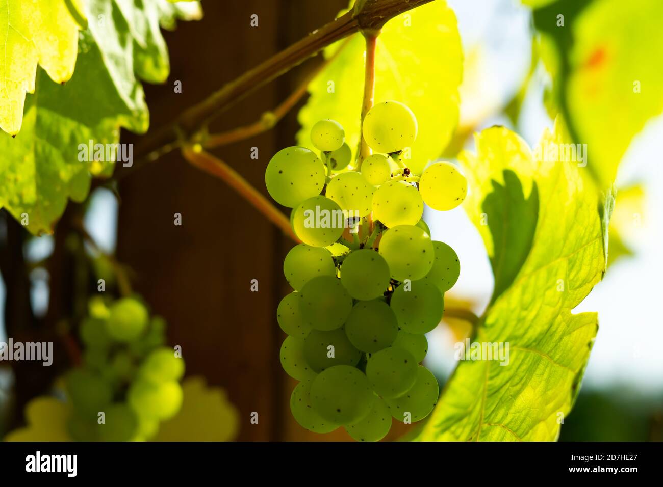 Raisins verts dans le vignoble Banque D'Images