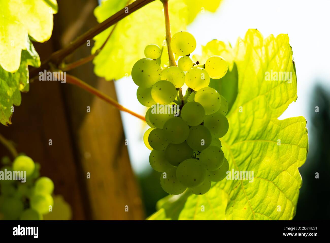 Raisins verts dans le vignoble Banque D'Images