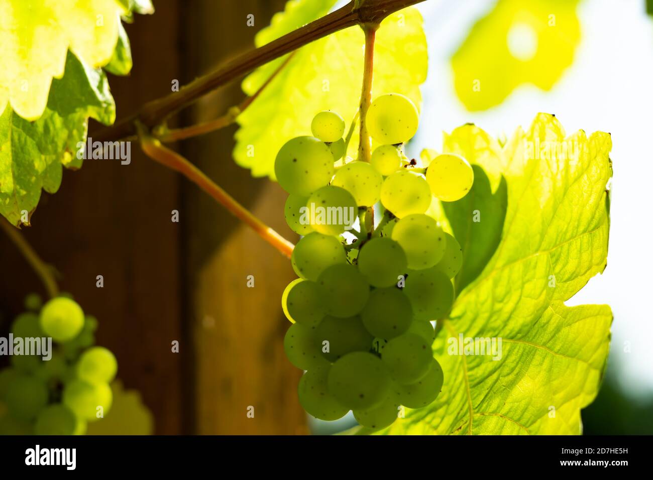 Raisins verts dans le vignoble Banque D'Images