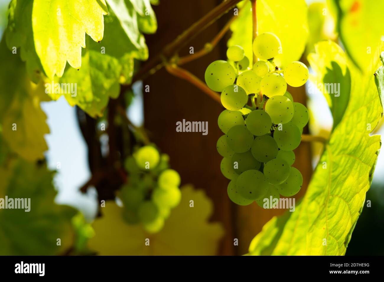 Raisins verts dans le vignoble Banque D'Images