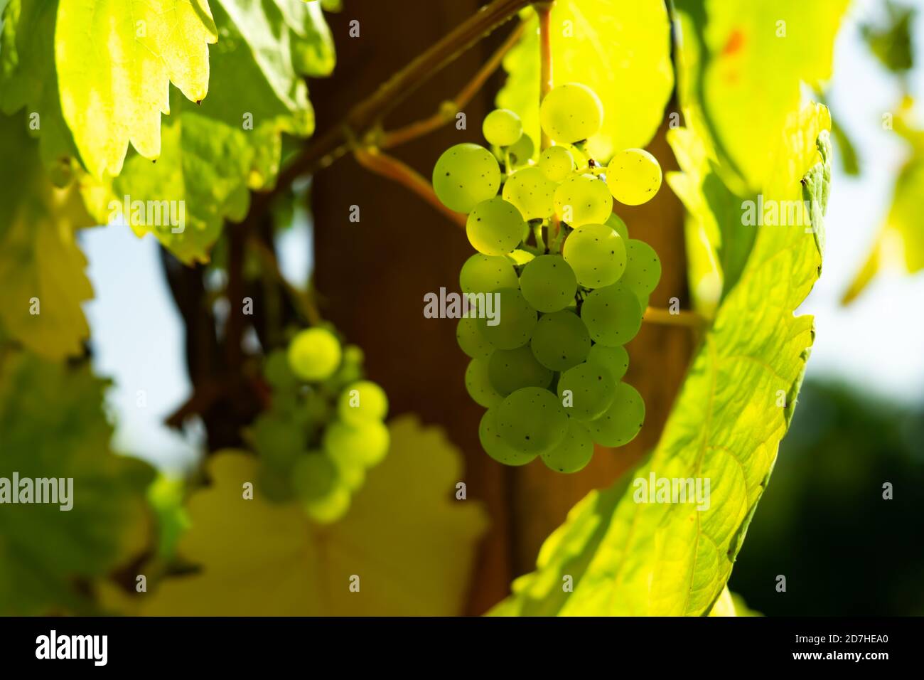 Raisins verts dans le vignoble Banque D'Images