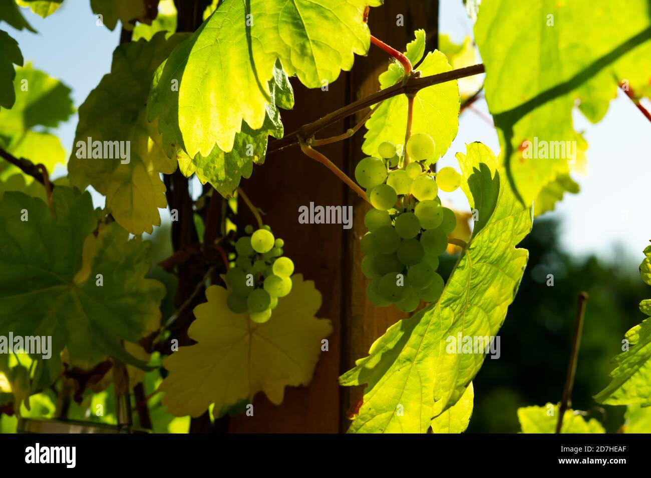 Raisins verts dans le vignoble Banque D'Images
