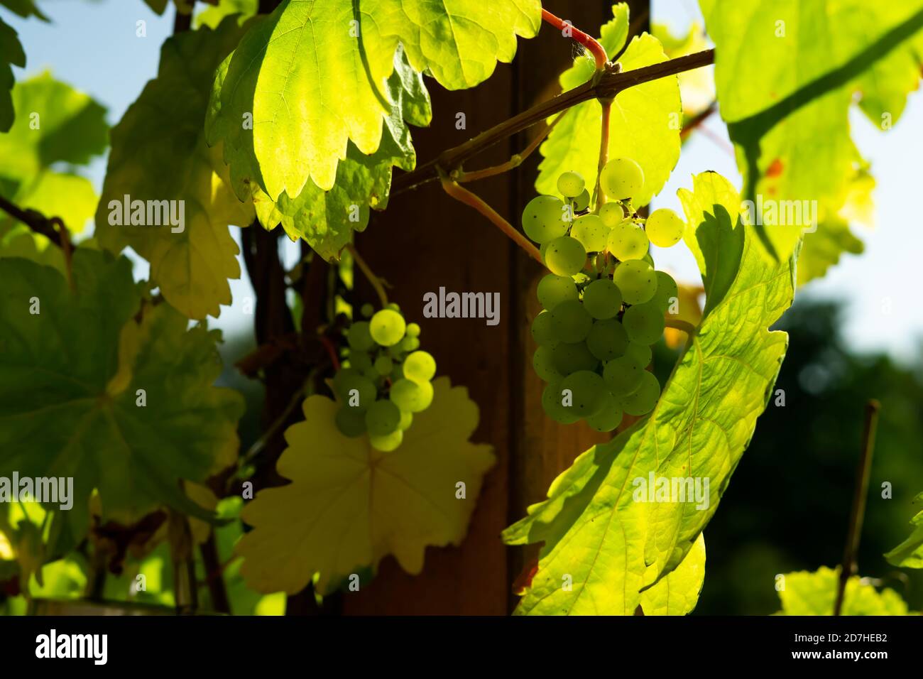 Raisins verts dans le vignoble Banque D'Images
