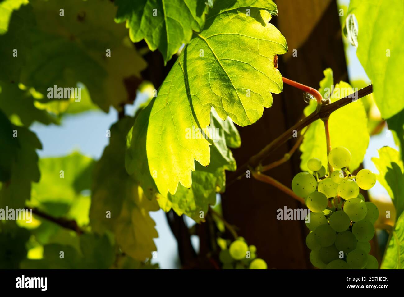 Raisins verts dans le vignoble Banque D'Images