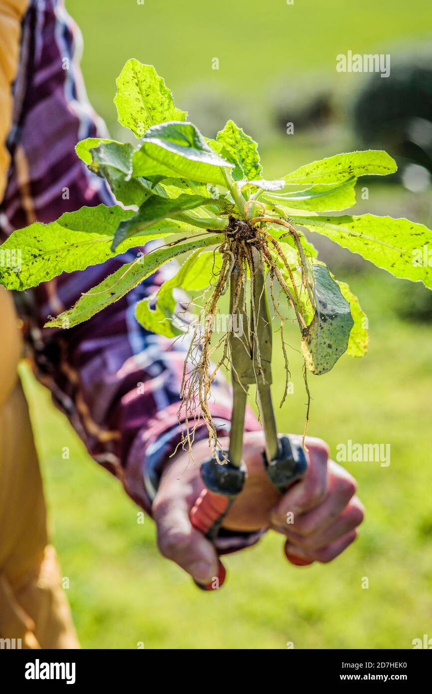 Jardinier tenant des pinces de désherbage : pinces avec bec long incurvé  pour les plantes taprootées telles que le pissenlit et les endroits  difficiles d'accès Photo Stock - Alamy
