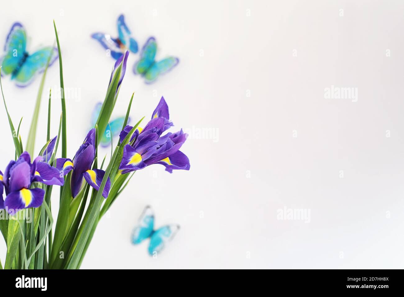 Iris mauve sur un fond blanc avec des papillons Banque D'Images