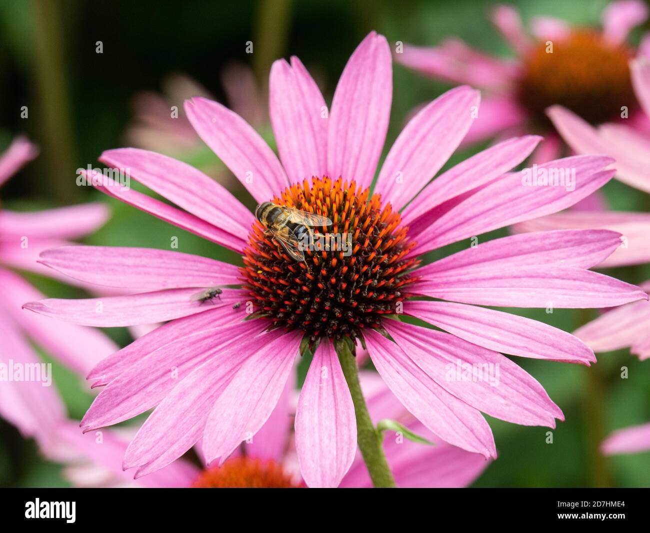 Un gros plan d'une abeille se nourrissant sur un Fleur d'échinacée Banque D'Images