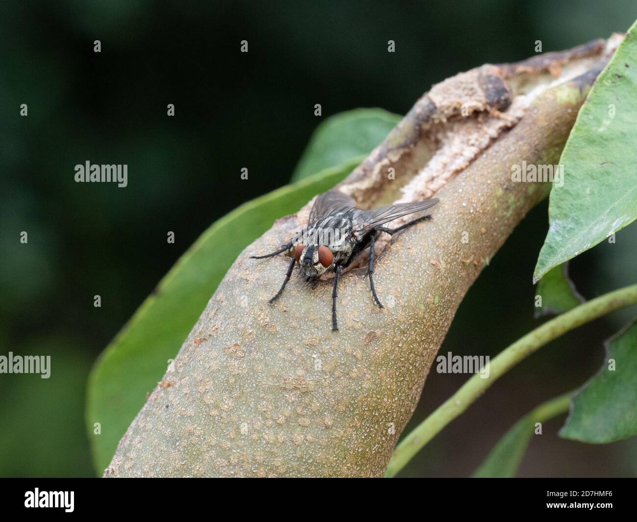 Un gros plan de Sarcophaga carnaria la mouche de chair commune Banque D'Images