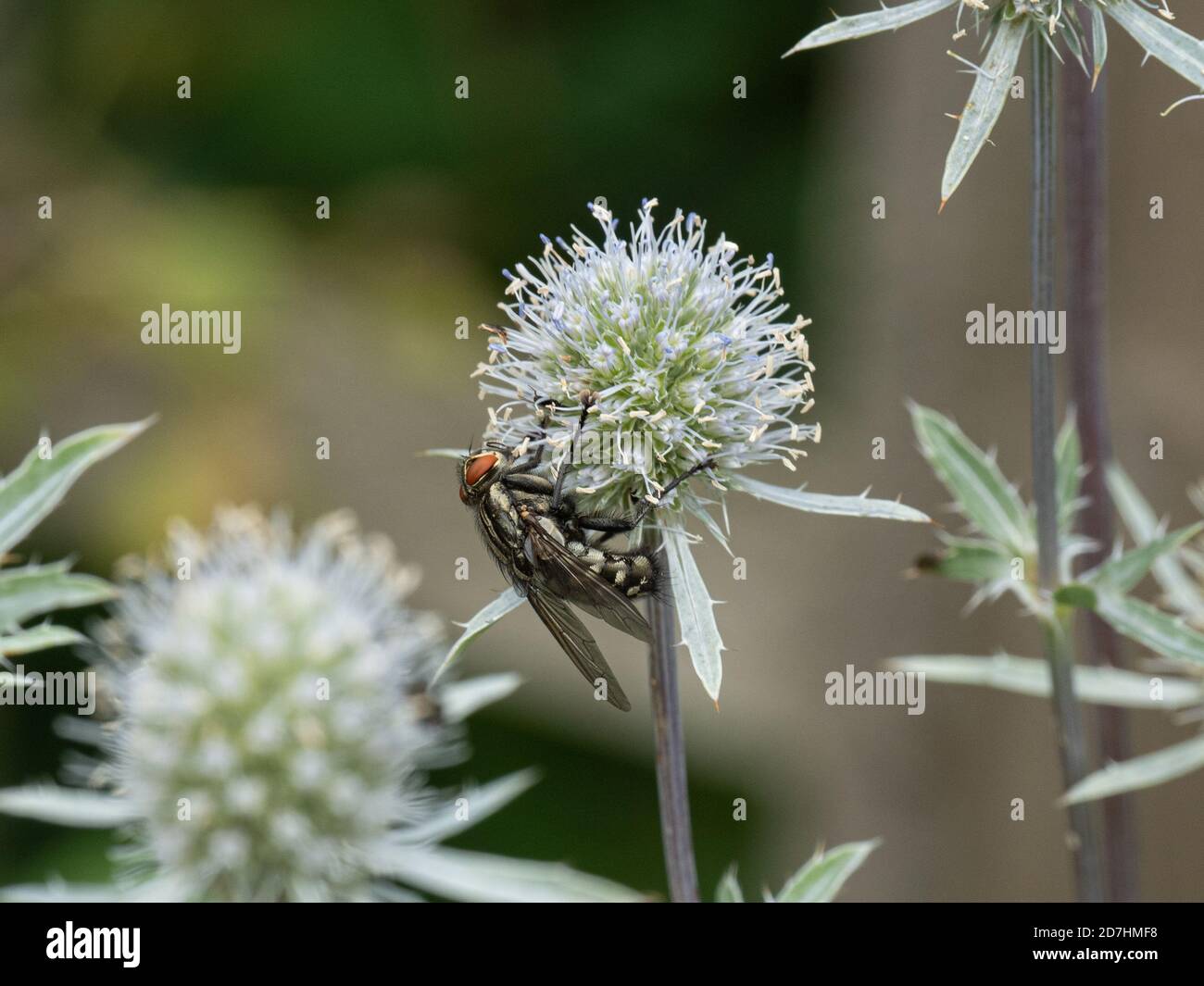 Une mouche à chair commune Sarcophaga carnaria se nourrissant d'un eryngium tête de fleur Banque D'Images