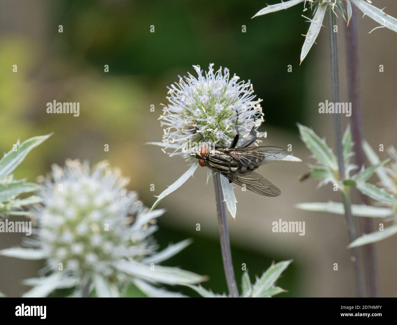 Une mouche à chair commune Sarcophaga carnaria se nourrissant d'un eryngium tête de fleur Banque D'Images