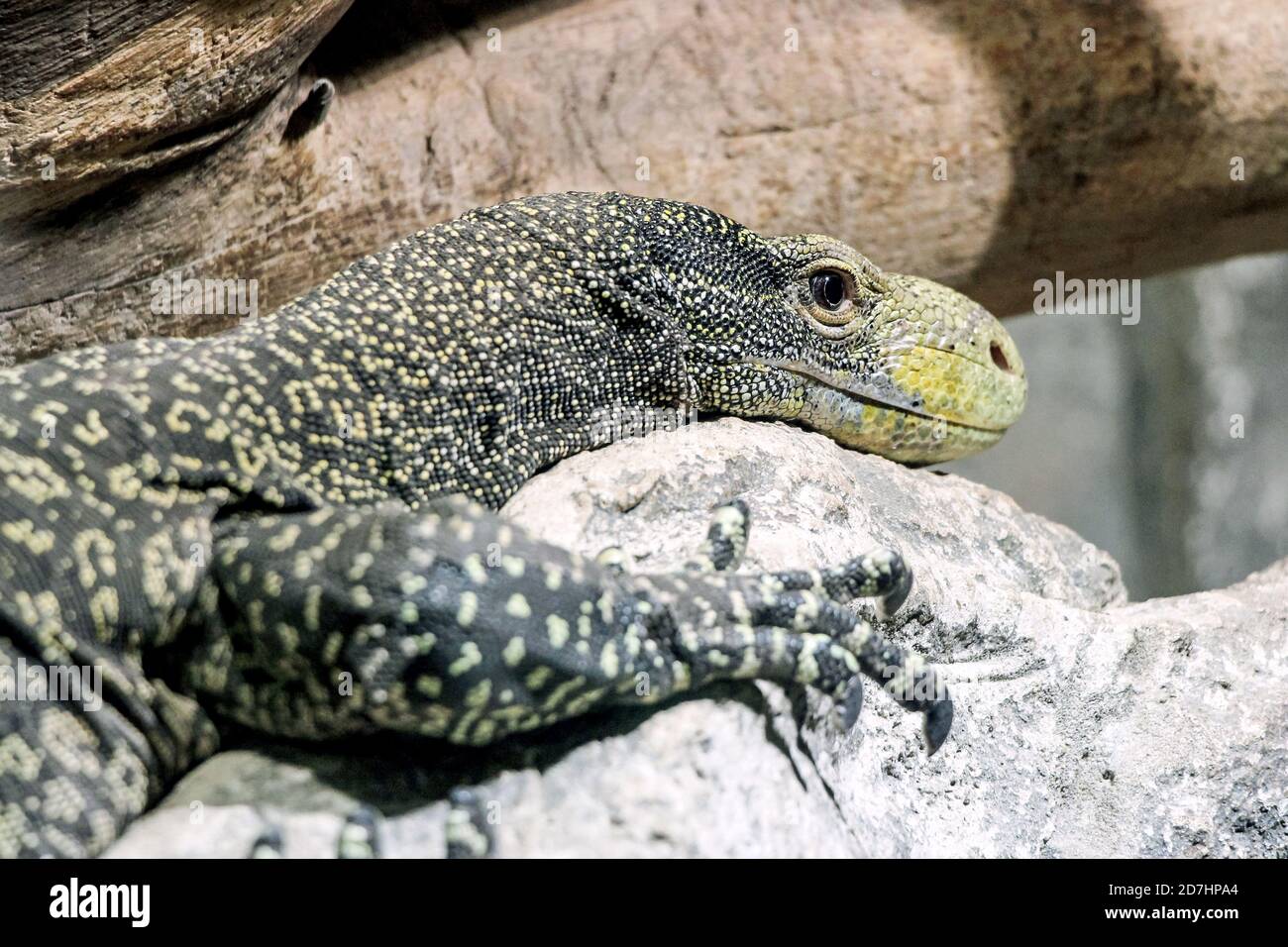 gros plan d'un lézard dragon de komodo sur le rocher Banque D'Images