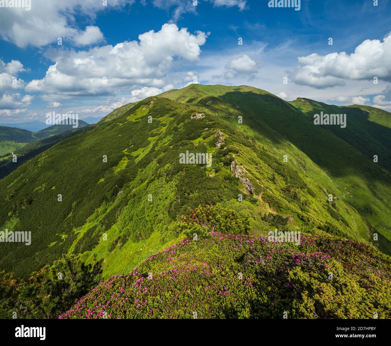 Fleurs de rhododendron rose sur les pentes de montagne d'été. Marmaros PIP Ivan Mountain, Carpathian, Ukraine. Banque D'Images