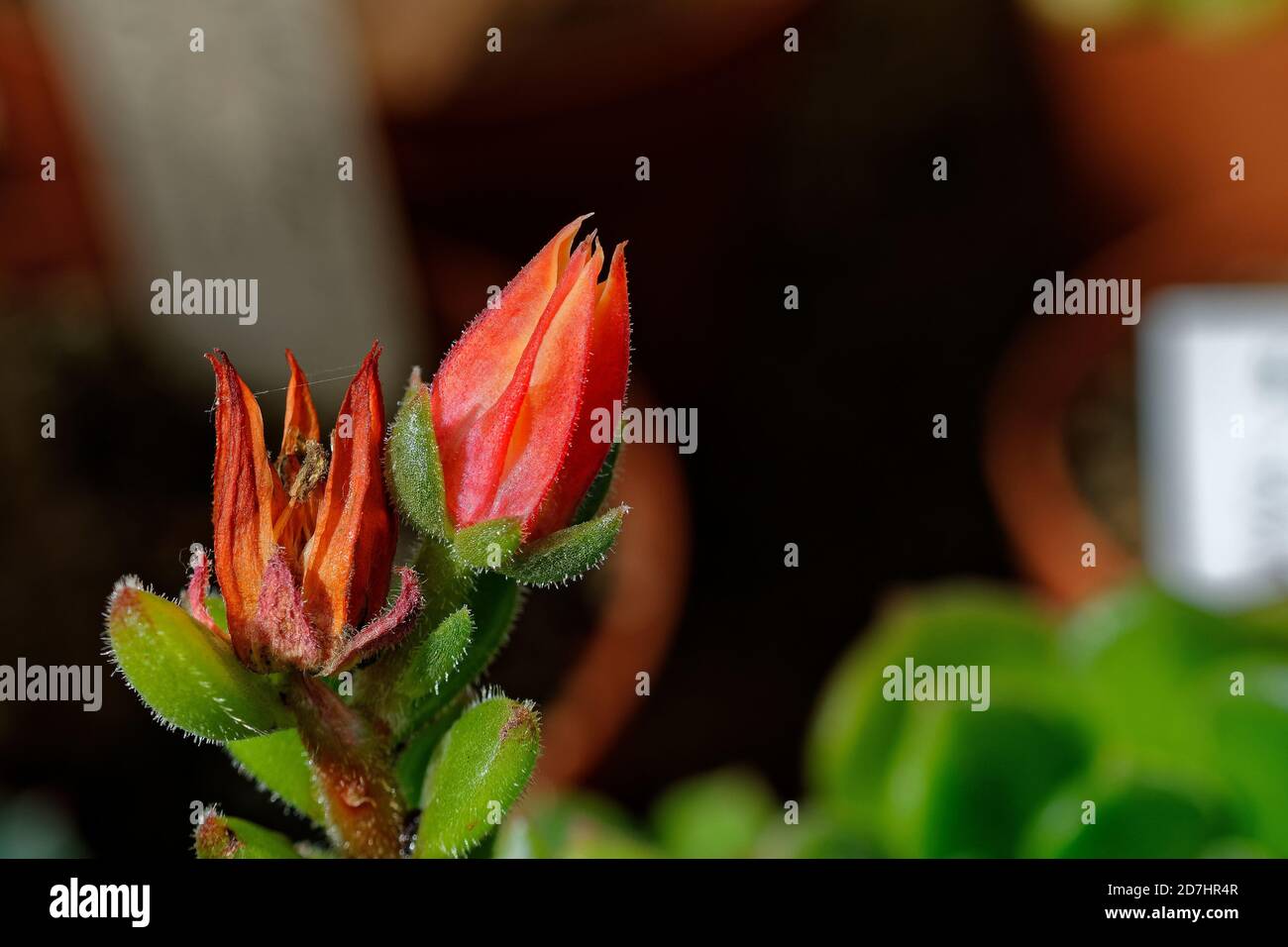 Fleur tropicale rouge vif sur un arrière-plan flou, gros plan Banque D'Images
