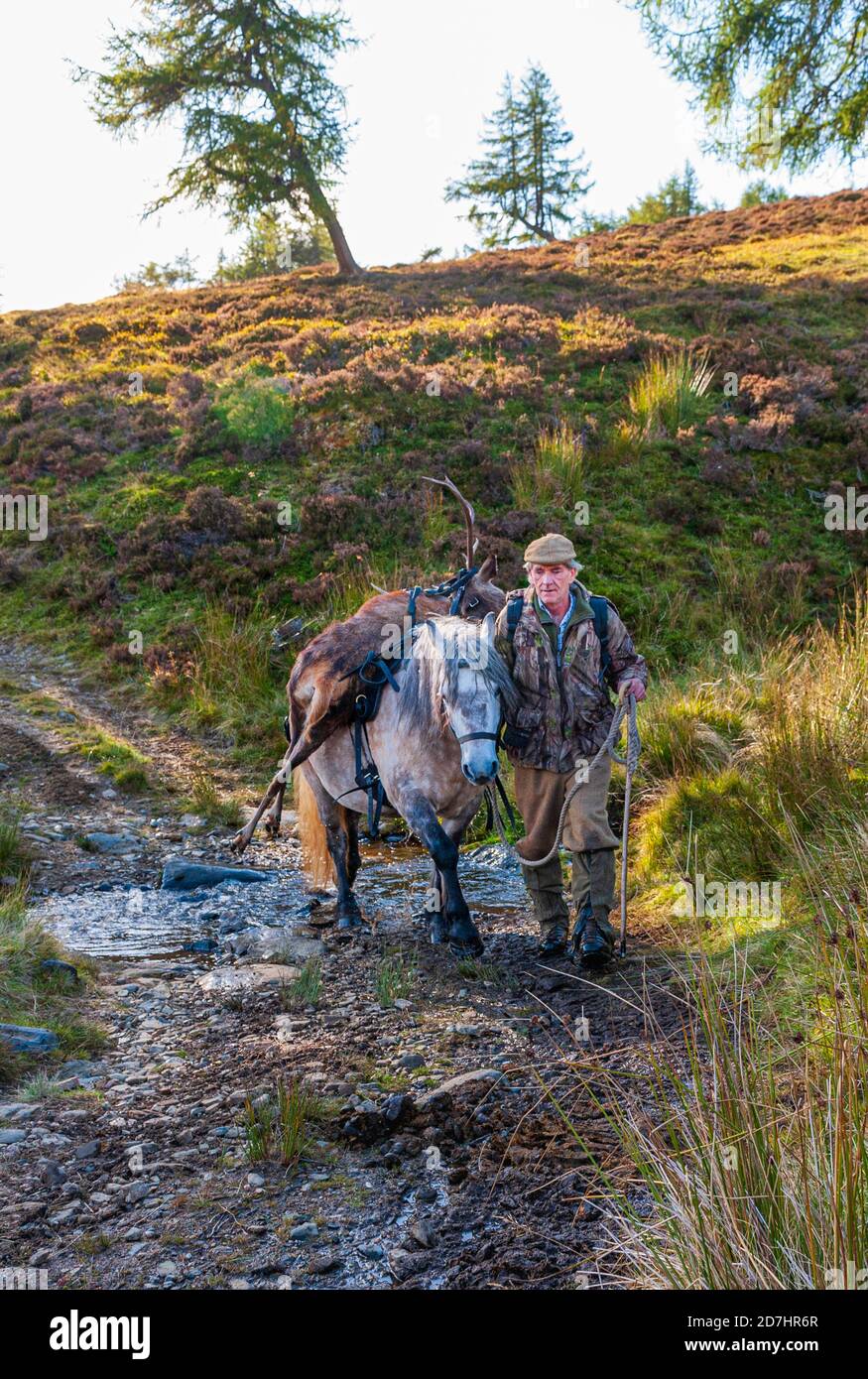 Écosse, Royaume-Uni – UN ghillie mène son poney en activité sur les hautes terres au large de la colline, alors qu’il porte un cerf rouge Banque D'Images