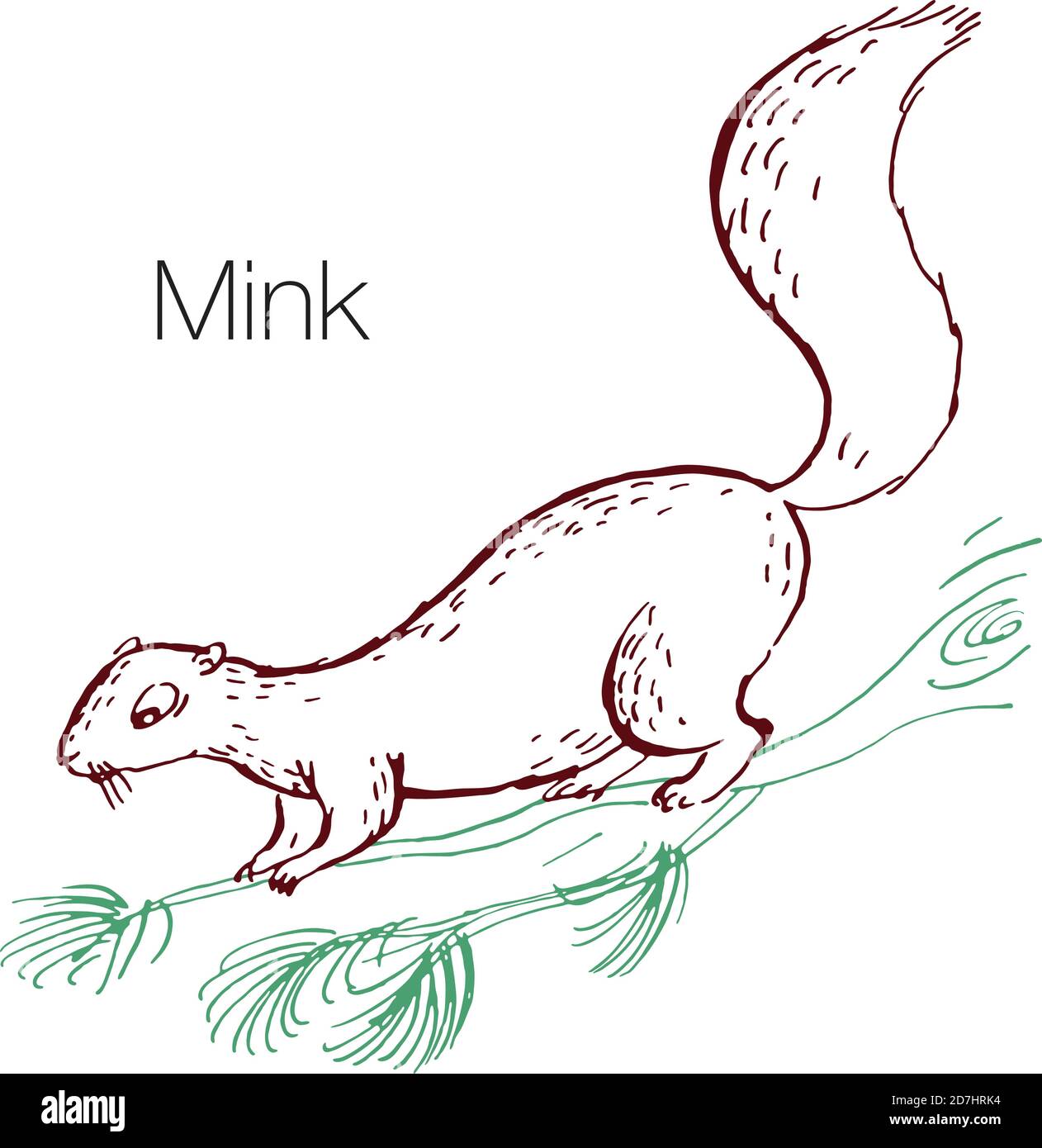 Illustration vectorielle mink dessinée à la main Illustration de Vecteur