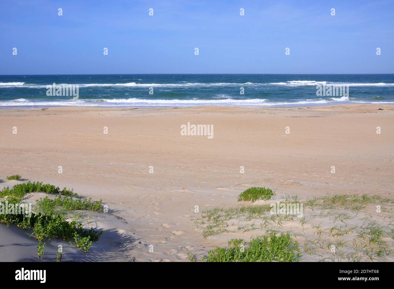 Dune de sable à Cape Hatteras National Seashore, sur Hatteras Island, Caroline du Nord NC, États-Unis. Banque D'Images