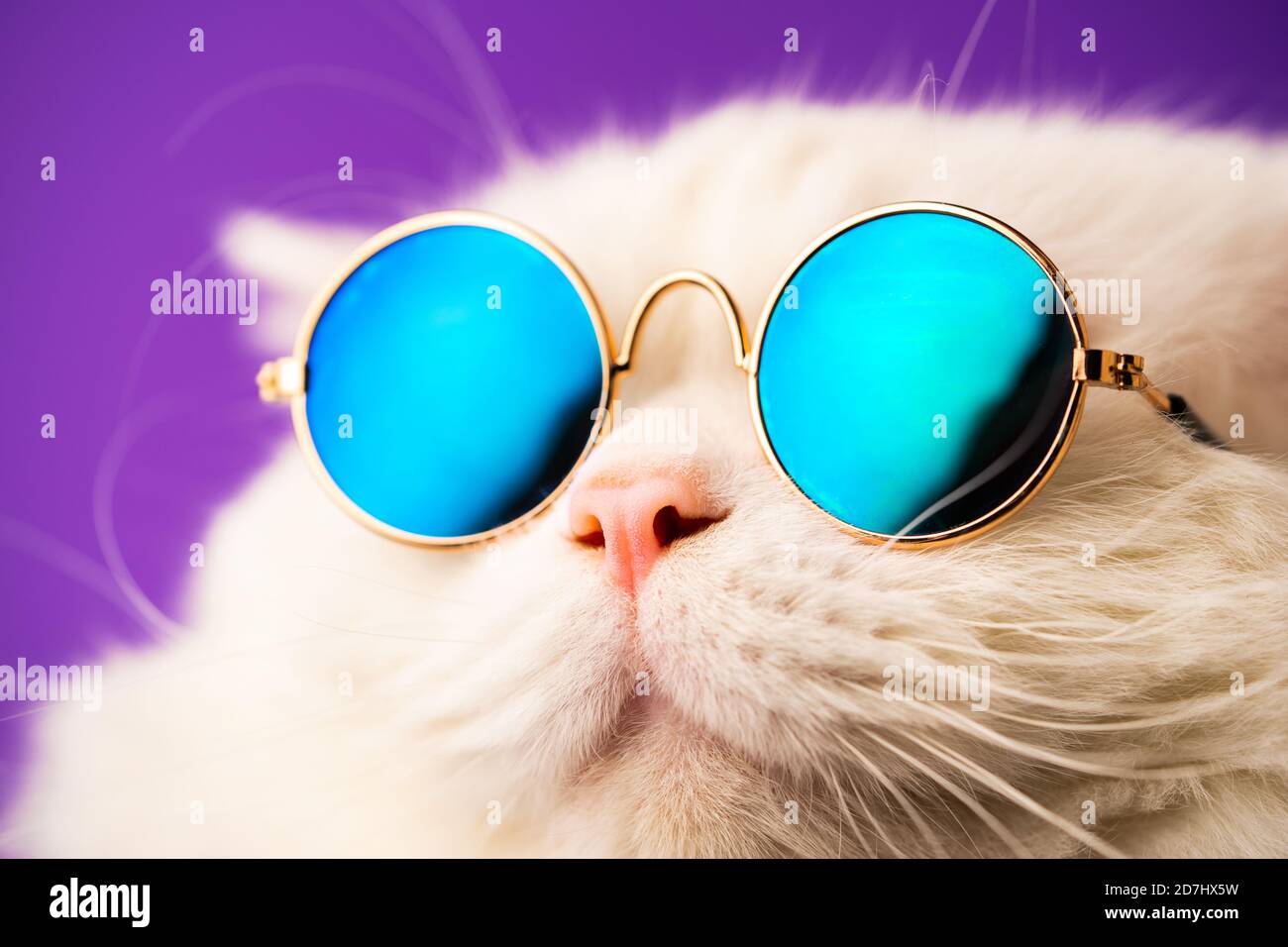 Portrait d'un chat doux droit de haute montagne avec des cheveux longs et  des lunettes de soleil rondes. Mode, style, cool animal concept. Prise de  vue en studio. Chatsycat blanc activé Photo
