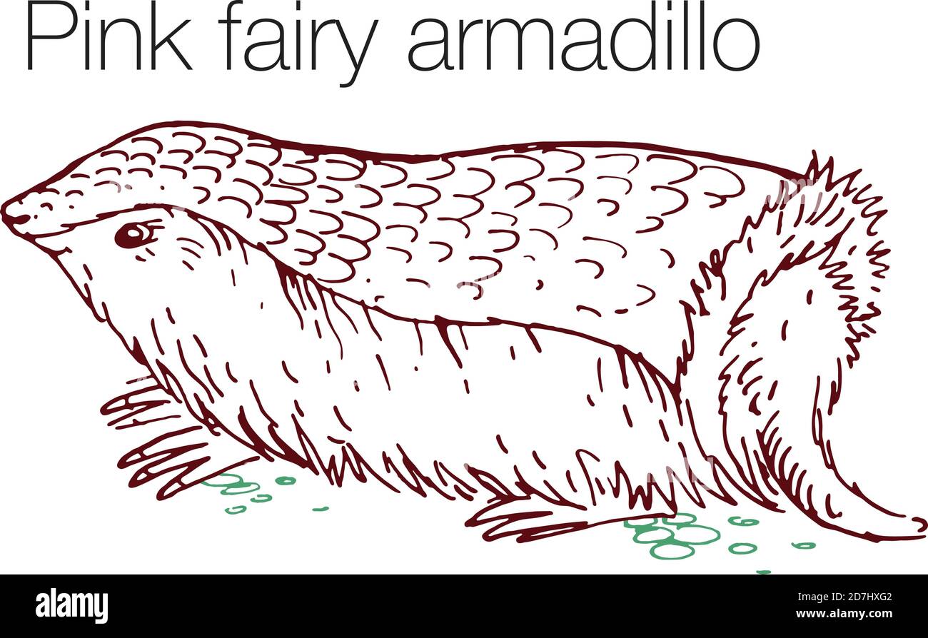 Illustration vectorielle de fée rose armadillo dessinée à la main Illustration de Vecteur