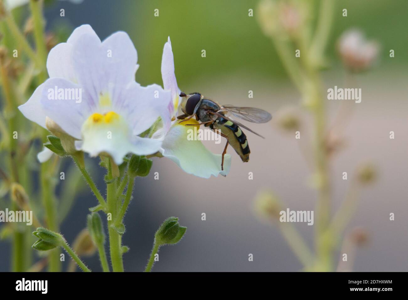 Flower Fly ou Hoverfly, Eupeodes luniger, femelle jaune et noir pollinisant des fleurs de Nemesia, vue latérale Banque D'Images