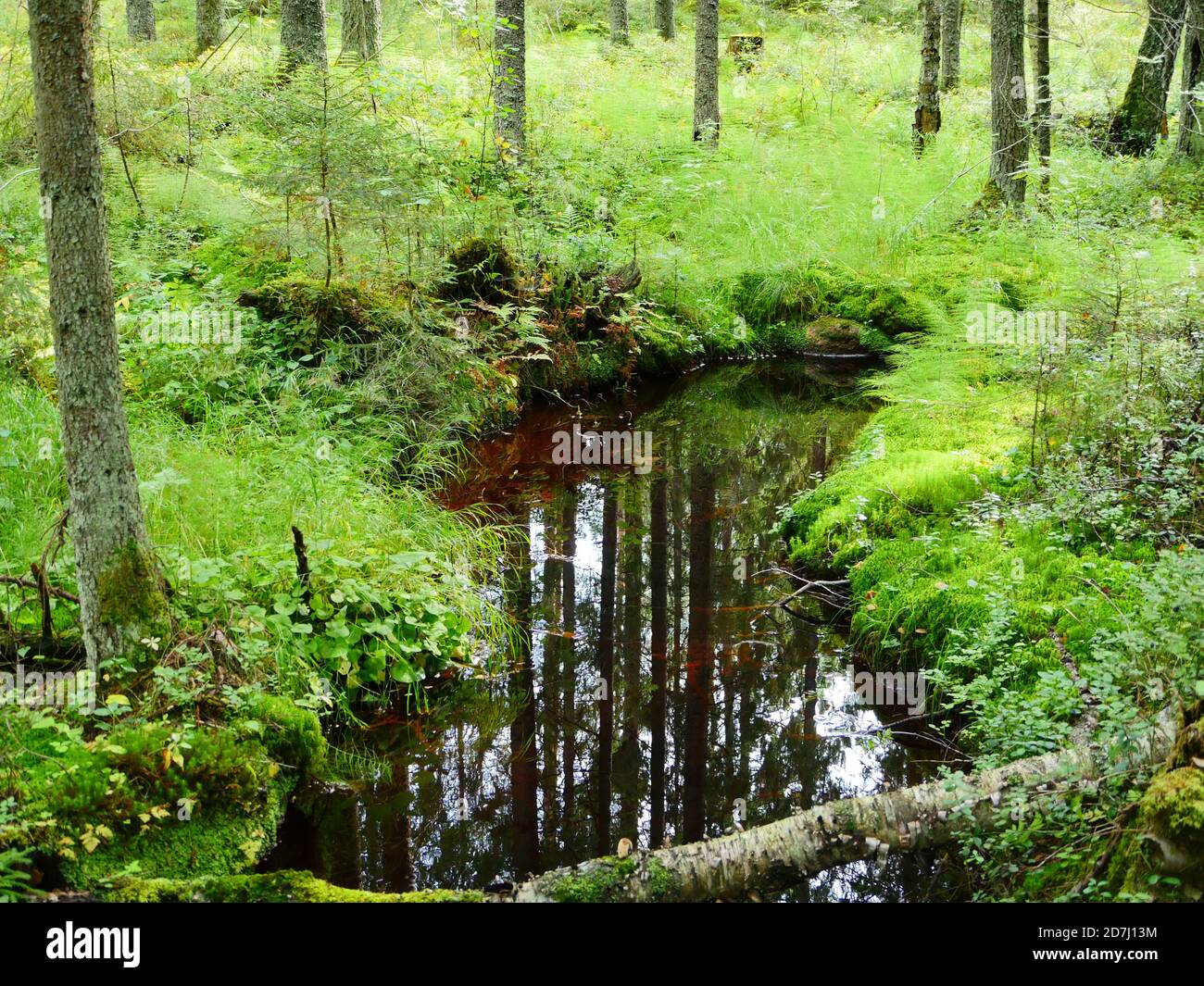 forêt d'automne mystérieuse reflétée dans l'eau du ruisseau Banque D'Images