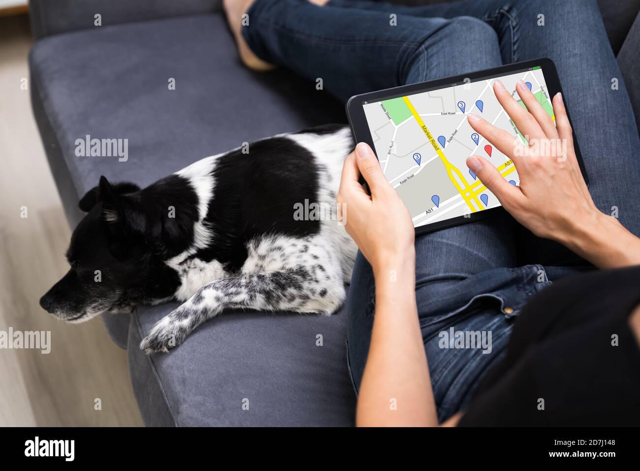 Maintien de la carte du navigateur GPS sur la tablette avec chien PET Banque D'Images